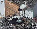 Capi_Dubne_20250426_124502.jpg