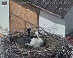 Capi_Dubne_20250426_133502.jpg