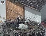 Capi_Dubne_20250426_134003.jpg