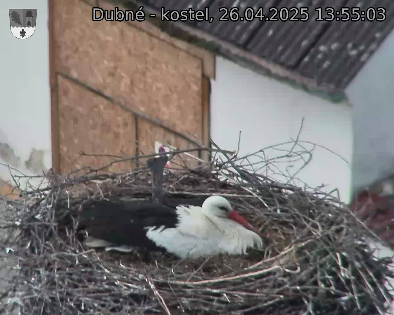 Capi_Dubne_20250426_135503.jpg (1350 x 1080)