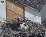 Capi_Dubne_20250426_140003.jpg