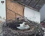Capi_Dubne_20250426_141003.jpg