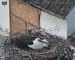 Capi_Dubne_20250426_142002.jpg