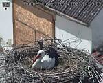 Capi_Dubne_20250426_142503.jpg