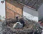 Capi_Dubne_20250426_143003.jpg