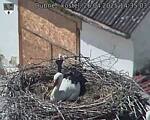 Capi_Dubne_20250426_143503.jpg