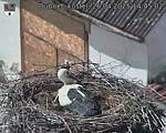 Capi_Dubne_20250426_144502.jpg