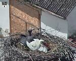 Capi_Dubne_20250426_145503.jpg