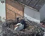 Capi_Dubne_20250426_150003.jpg