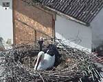 Capi_Dubne_20250426_151003.jpg