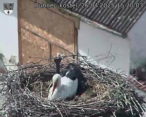 Capi_Dubne_20250426_152003.jpg (1350 x 1080)