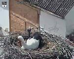 Capi_Dubne_20250426_152502.jpg