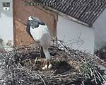 Capi_Dubne_20250426_153003.jpg