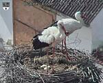 Capi_Dubne_20250426_155003.jpg