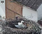 Capi_Dubne_20250426_160003.jpg