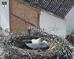 Capi_Dubne_20250426_160503.jpg