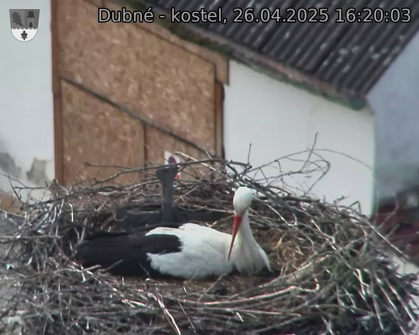Capi_Dubne_20250426_162003.jpg (1350 x 1080)