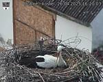 Capi_Dubne_20250426_162003.jpg