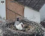 Capi_Dubne_20250426_163003.jpg