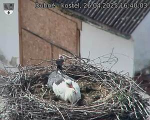 Capi_Dubne_20250426_164003.jpg (1350 x 1080)