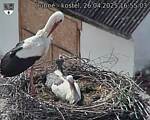 Capi_Dubne_20250426_165503.jpg
