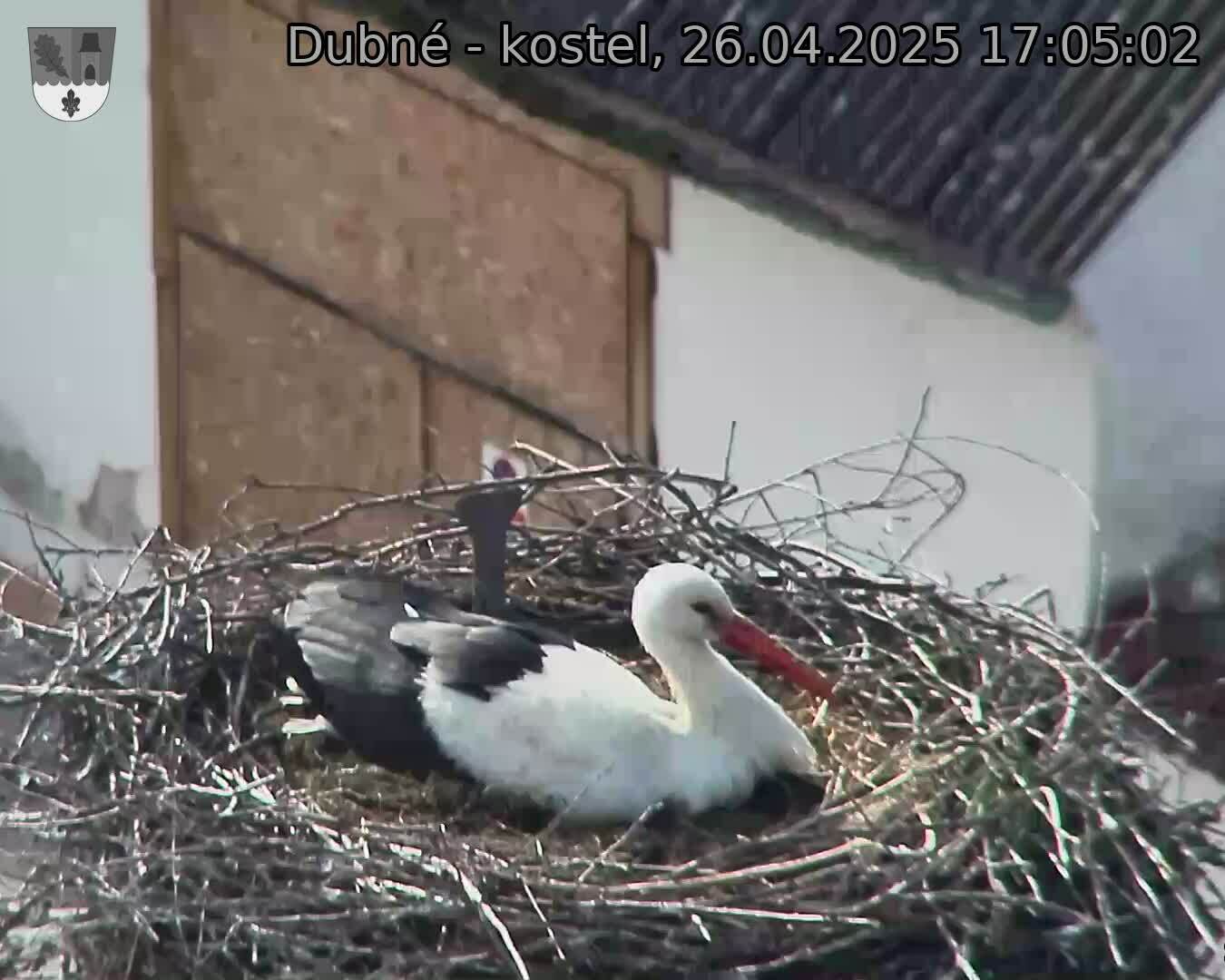 Capi_Dubne_20250426_170502.jpg (1350 x 1080)