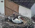 Capi_Dubne_20250426_170502.jpg