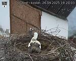 Capi_Dubne_20250426_192004.jpg