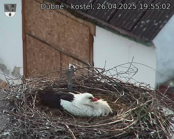 Capi_Dubne_20250426_195502.jpg (1350 x 1080)