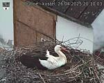 Capi_Dubne_20250426_201003.jpg