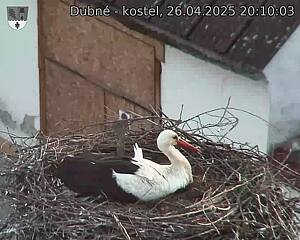 Capi_Dubne_20250426_201003.jpg (1350 x 1080)