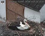 Capi_Dubne_20250426_202503.jpg
