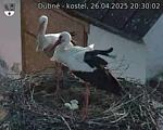 Capi_Dubne_20250426_203002.jpg