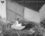 Capi_Dubne_20250426_203502.jpg