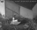Capi_Dubne_20250426_204003.jpg