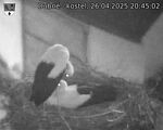 Capi_Dubne_20250426_204502.jpg