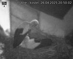 Capi_Dubne_20250426_205002.jpg