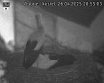 Capi_Dubne_20250426_205503.jpg