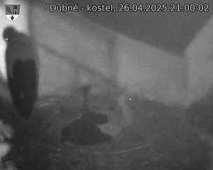 Capi_Dubne_20250426_210002.jpg (1350 x 1080)
