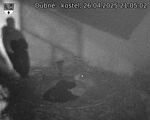 Capi_Dubne_20250426_210502.jpg