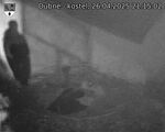 Capi_Dubne_20250426_211502.jpg