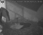 Capi_Dubne_20250426_213002.jpg