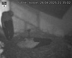 Capi_Dubne_20250426_213502.jpg