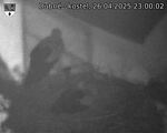 Capi_Dubne_20250426_230002.jpg
