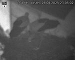 Capi_Dubne_20250426_230502.jpg
