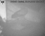Capi_Dubne_20250426_231503.jpg