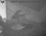 Capi_Dubne_20250426_232002.jpg