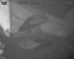 Capi_Dubne_20250426_232502.jpg