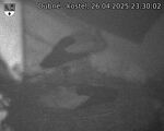 Capi_Dubne_20250426_233002.jpg