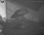 Capi_Dubne_20250426_234002.jpg